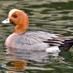 Eurasian Wigeon